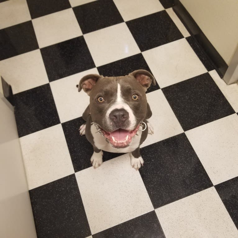 MaSiWei, an American Bully tested with EmbarkVet.com