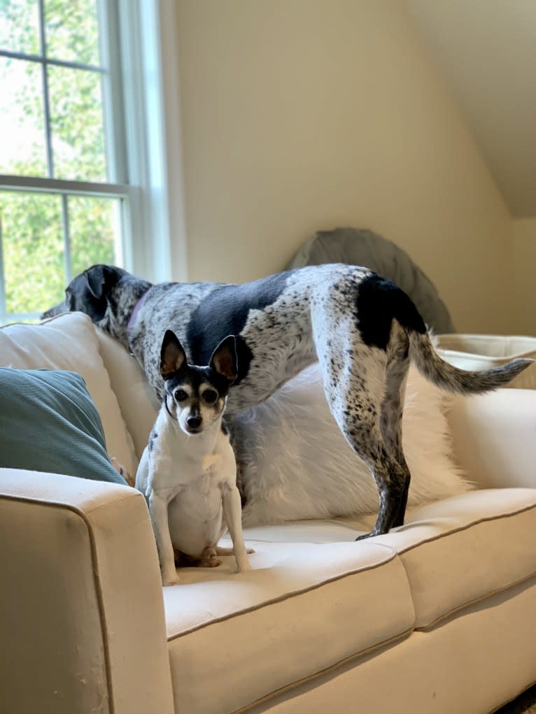 Skippy, a Toy Fox Terrier tested with EmbarkVet.com