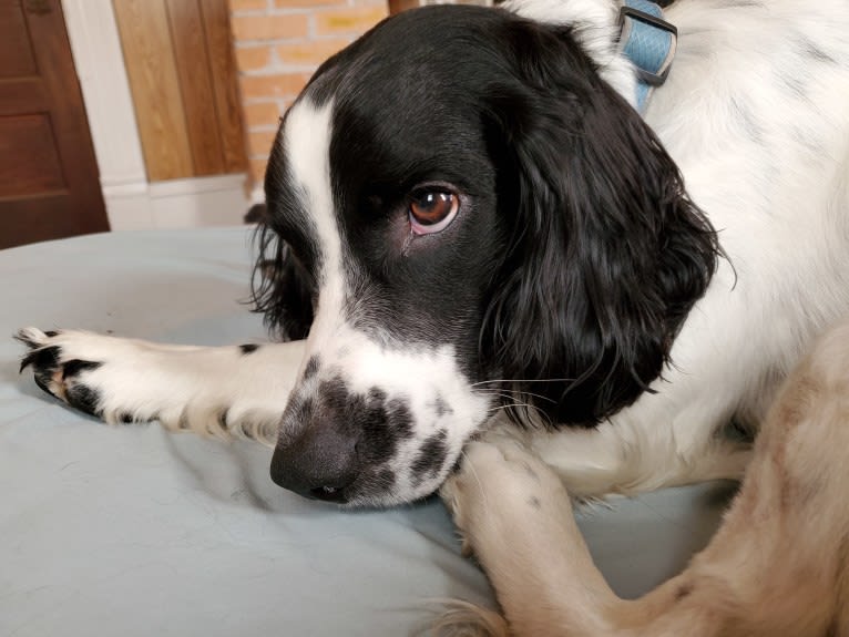 Marlo, an English Springer Spaniel tested with EmbarkVet.com