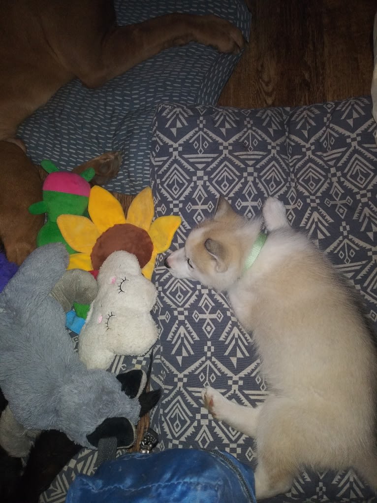 Everest, a Gerberian Shepsky tested with EmbarkVet.com