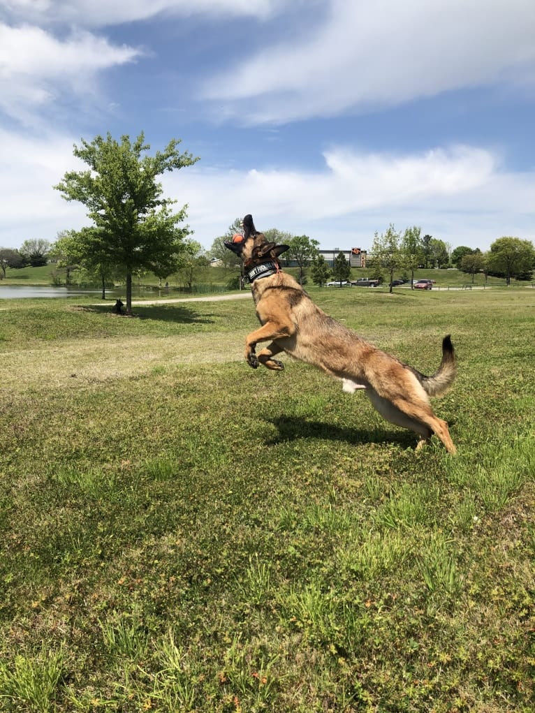 KHs His Reign Has Just Begun “Kaiser” TKE DS HDS, a German Shepherd Dog and Dutch Shepherd mix tested with EmbarkVet.com