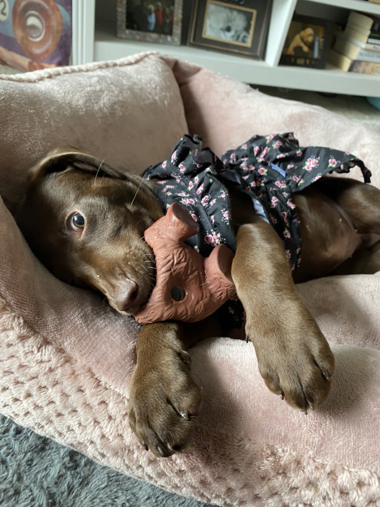 Lily Sailor Fargis, a Labrador Retriever and Beagle mix tested with EmbarkVet.com