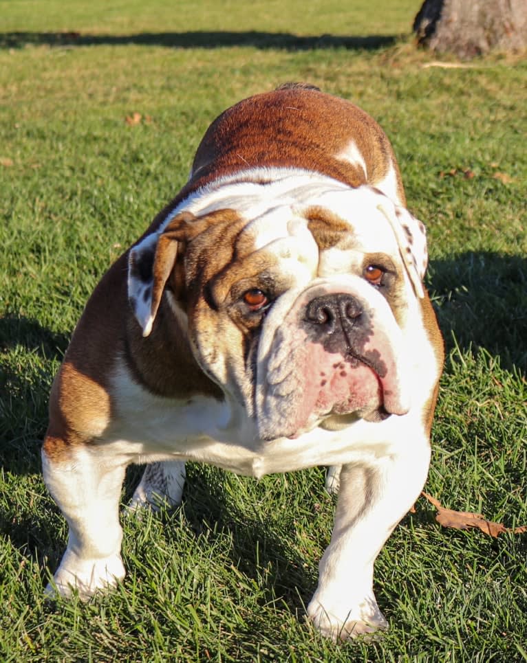 Obi, a Bulldog tested with EmbarkVet.com