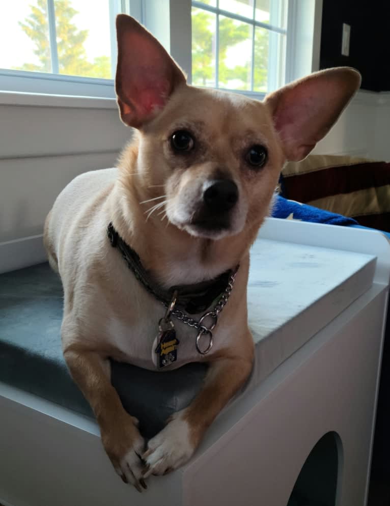 Mojo, a Chihuahua and Pomeranian mix tested with EmbarkVet.com