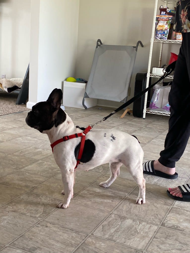 Koichi “Kohh”, a French Bulldog tested with EmbarkVet.com