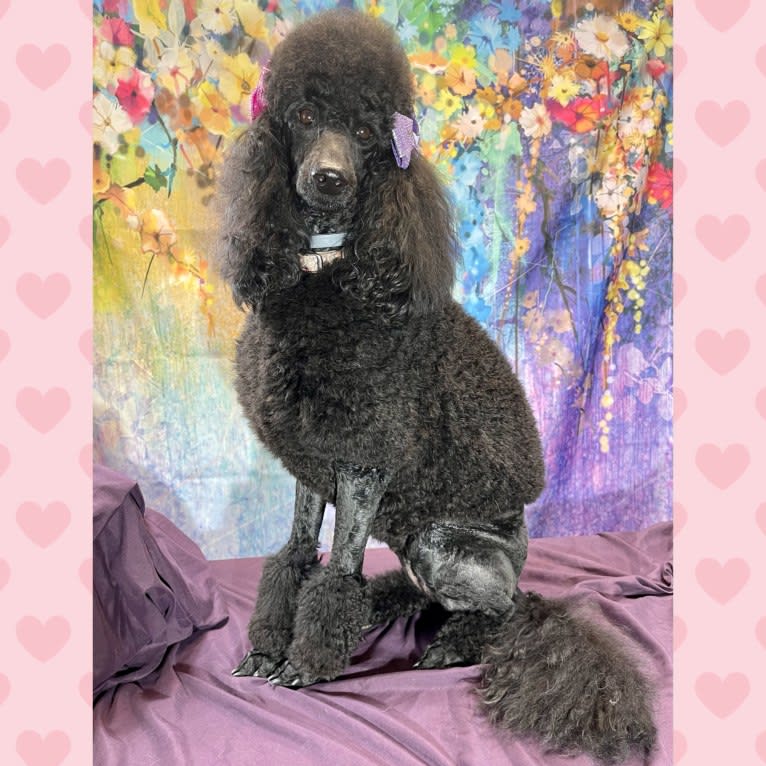 Paisley Chenille Hardinger, a Poodle (Standard) tested with EmbarkVet.com