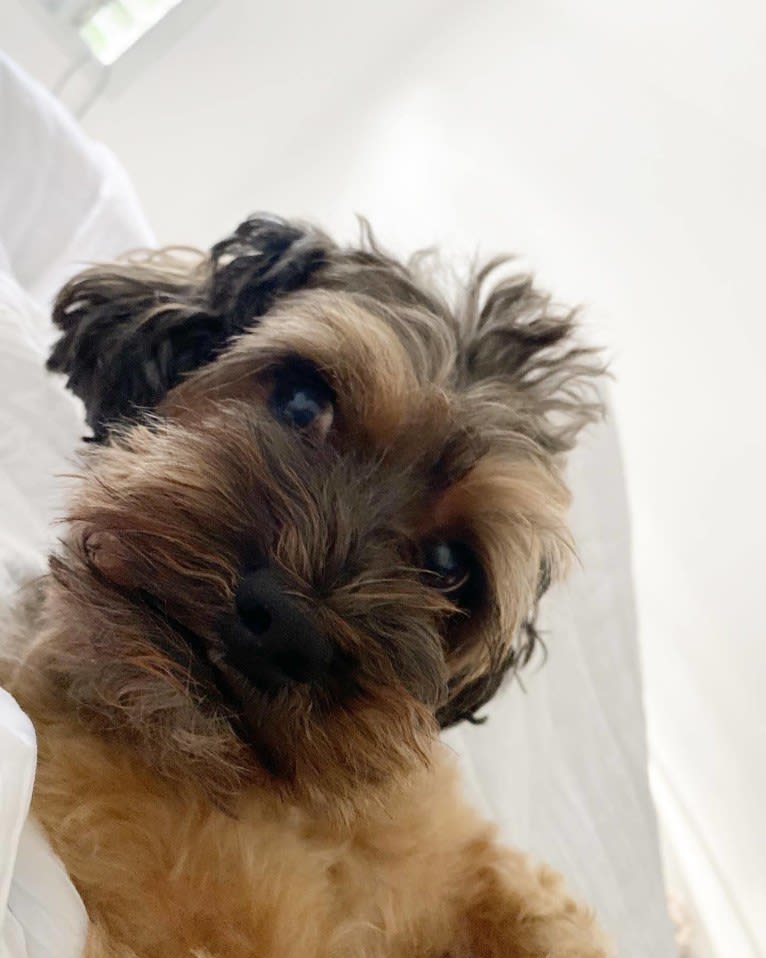 Dakota, a Shihpoo tested with EmbarkVet.com