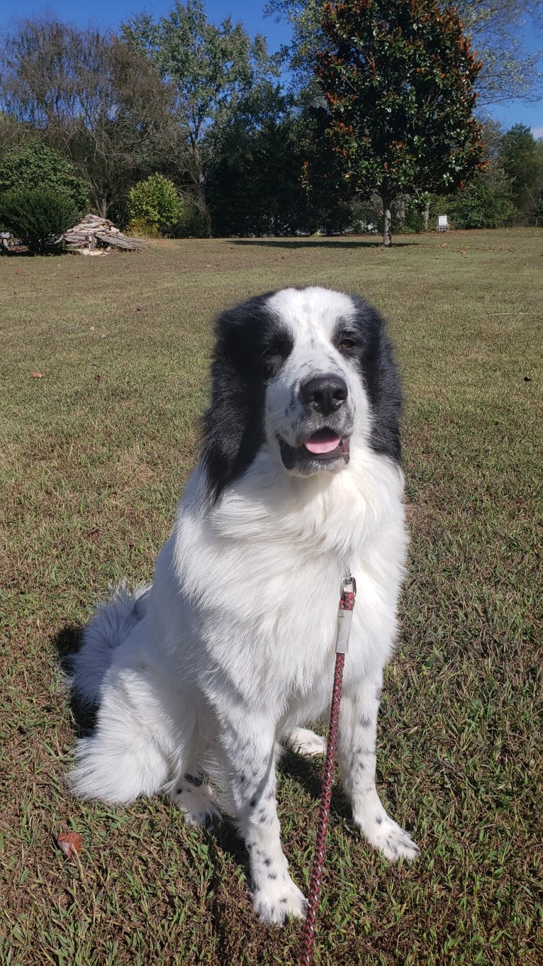 Po, a Great Pyrenees and Anatolian Shepherd Dog mix tested with EmbarkVet.com