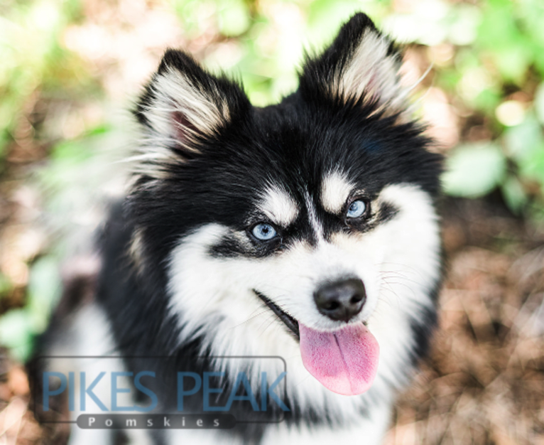 Rush, a Siberian Husky and Pomeranian mix tested with EmbarkVet.com