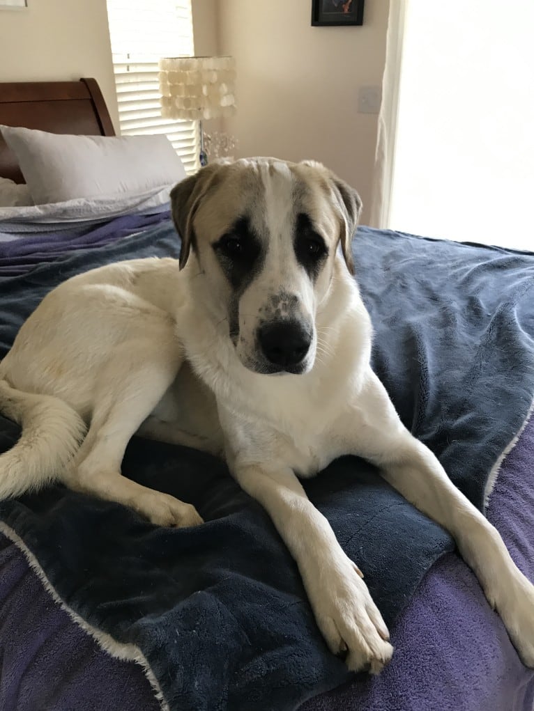 Rocket, an Anatolian Shepherd Dog tested with EmbarkVet.com