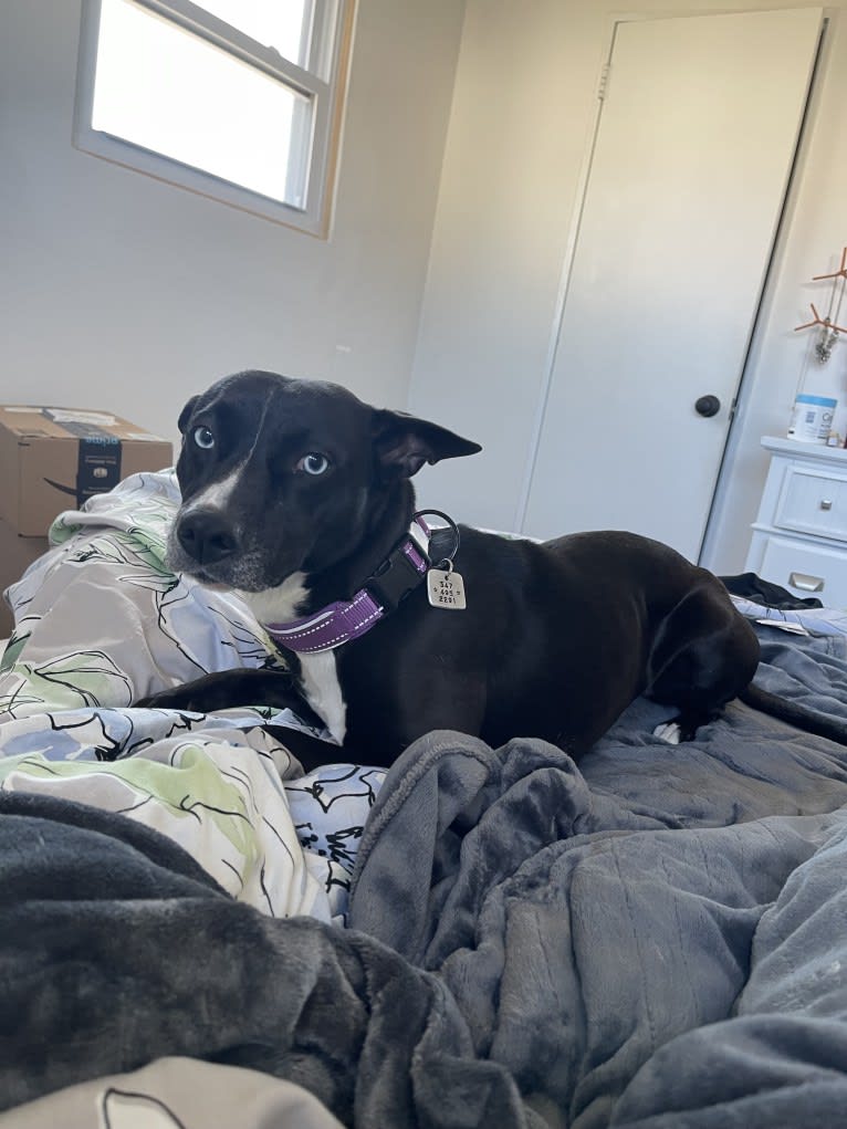 Pepper, an American Pit Bull Terrier and Australian Cattle Dog mix tested with EmbarkVet.com