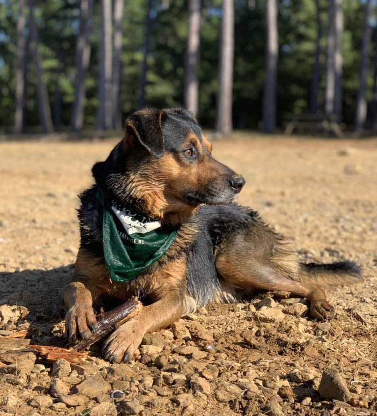 Scout, a Miniature/MAS-type Australian Shepherd and American Foxhound mix tested with EmbarkVet.com