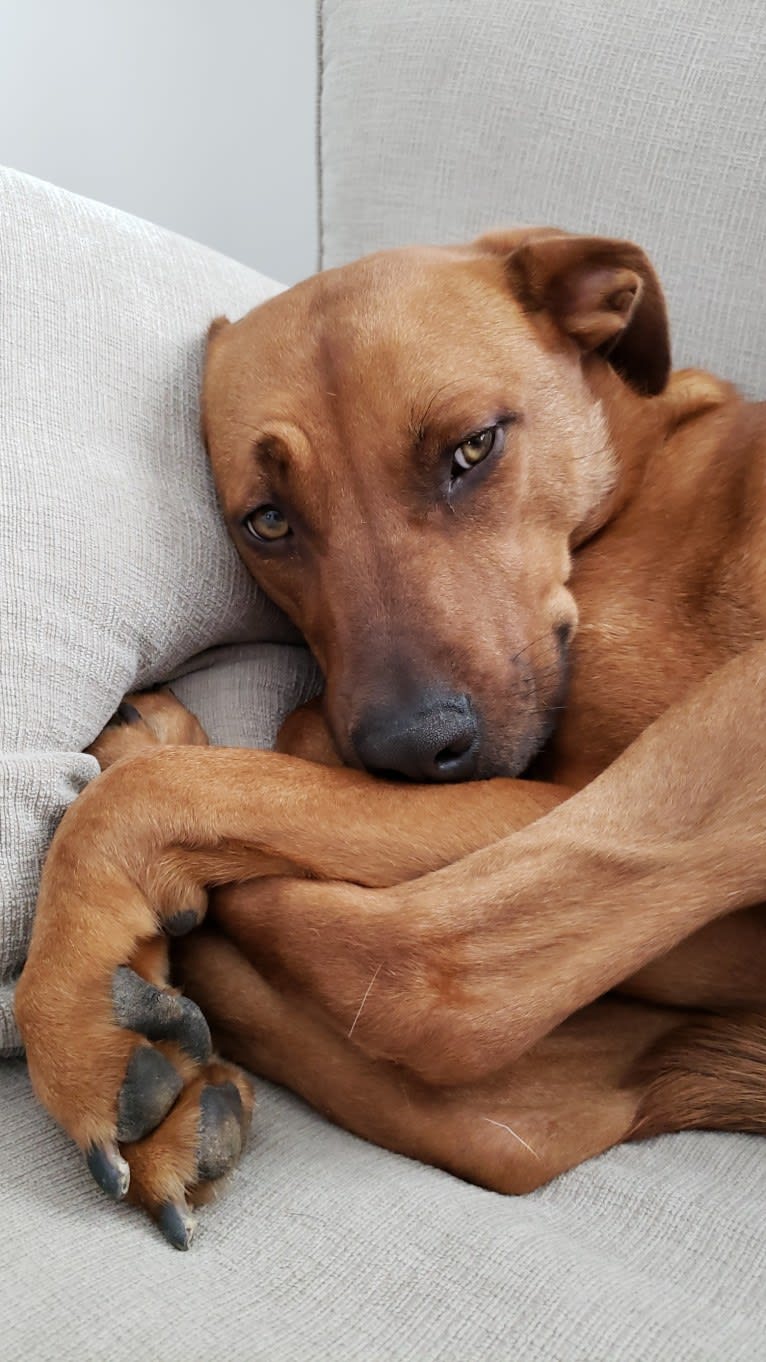 Kona, an American Pit Bull Terrier and Boxer mix tested with EmbarkVet.com