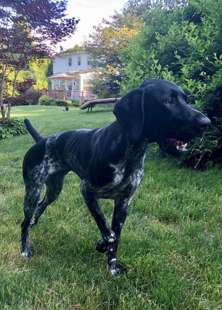 Quinn, a German Shorthaired Pointer tested with EmbarkVet.com