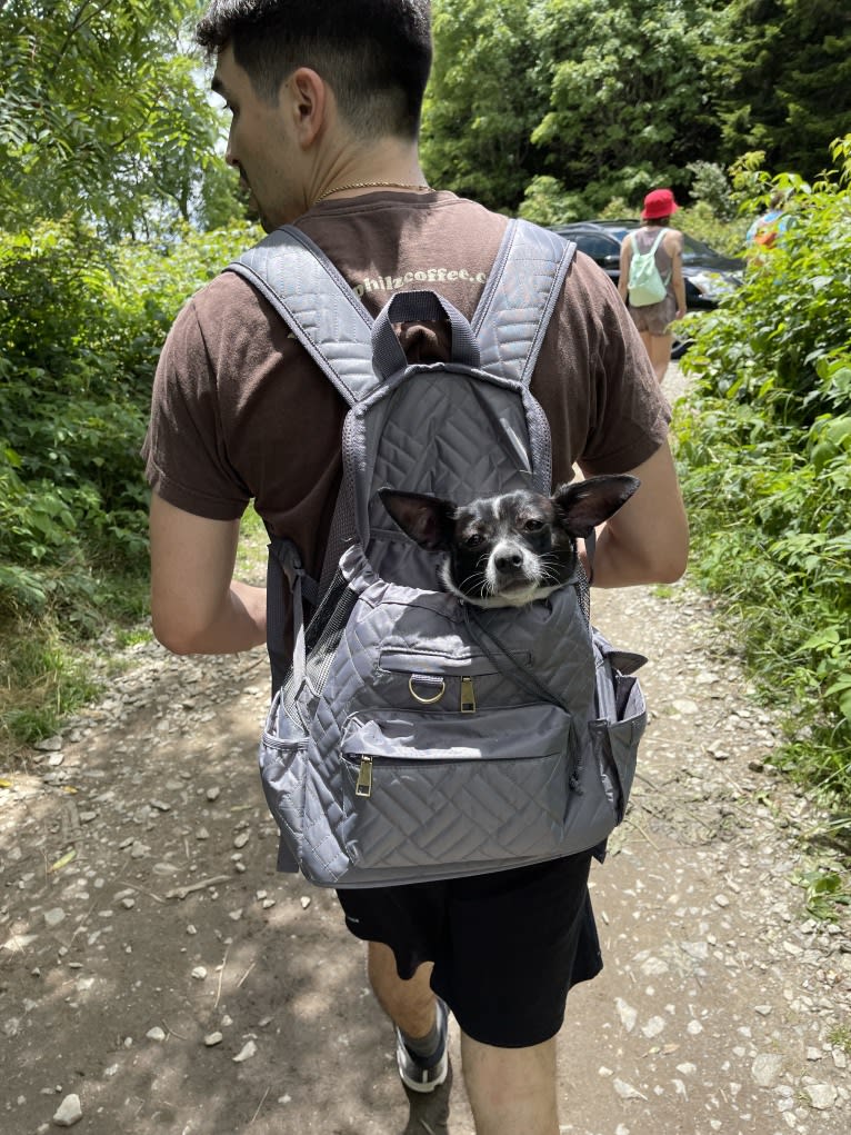 Darla, a Chihuahua and Shih Tzu mix tested with EmbarkVet.com