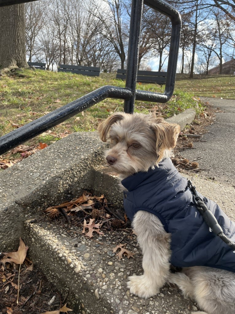 Mr. Bear, a Chihuahua and Dachshund mix tested with EmbarkVet.com