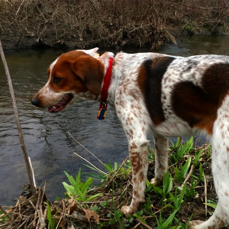 Artie, a Treeing Walker Coonhound and Llewellin Setter mix tested with EmbarkVet.com