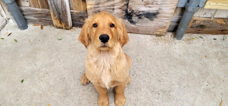 Maya, a Golden Retriever tested with EmbarkVet.com