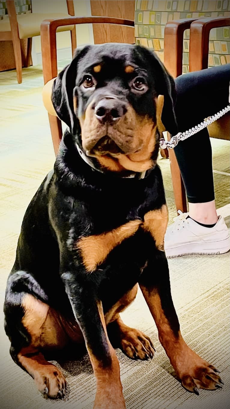 Chompy, a Rottweiler tested with EmbarkVet.com