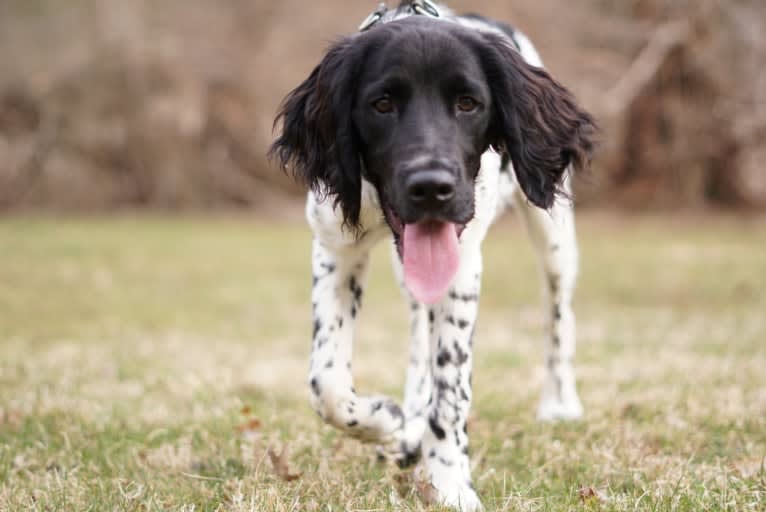 Otto, a Munsterlander (Large) tested with EmbarkVet.com