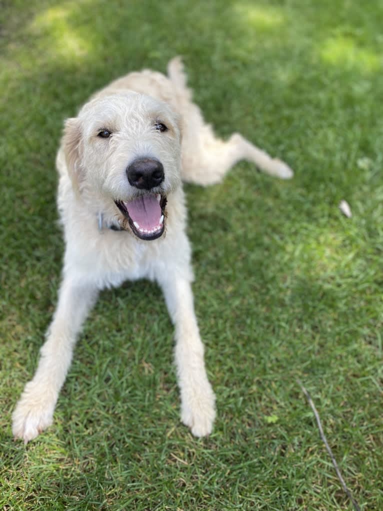 Kaprizov "Kapri", a Poodle (Standard) and Great Pyrenees mix tested with EmbarkVet.com