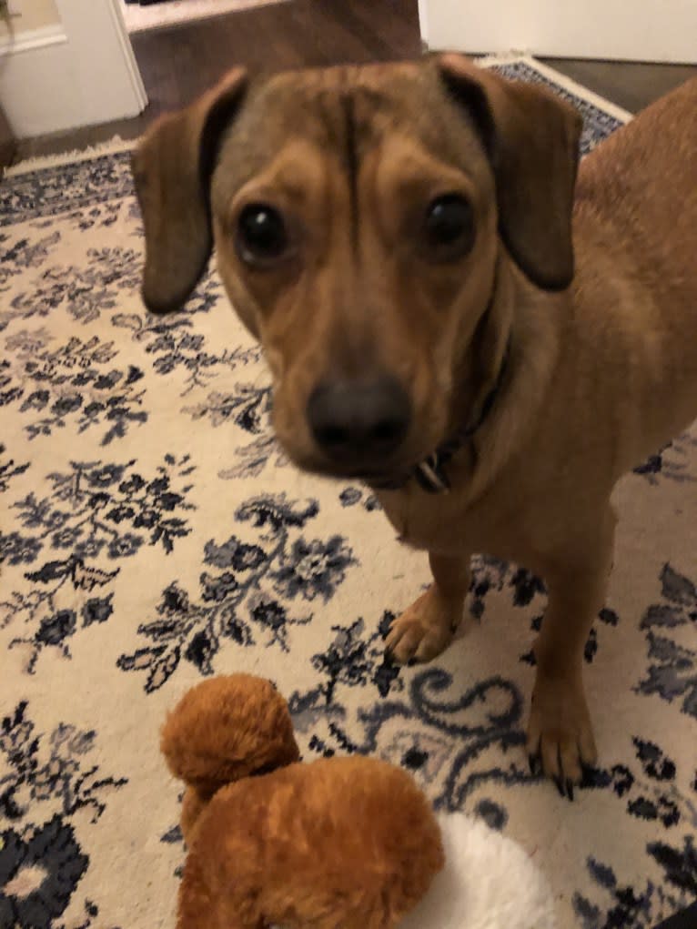 Leopold, a Dachshund and American Pit Bull Terrier mix tested with EmbarkVet.com