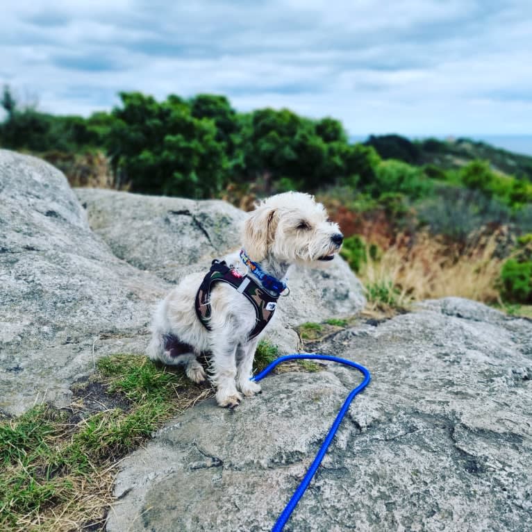 Scruffy Murphy, a Russell-type Terrier and Bichon Frise mix tested with EmbarkVet.com