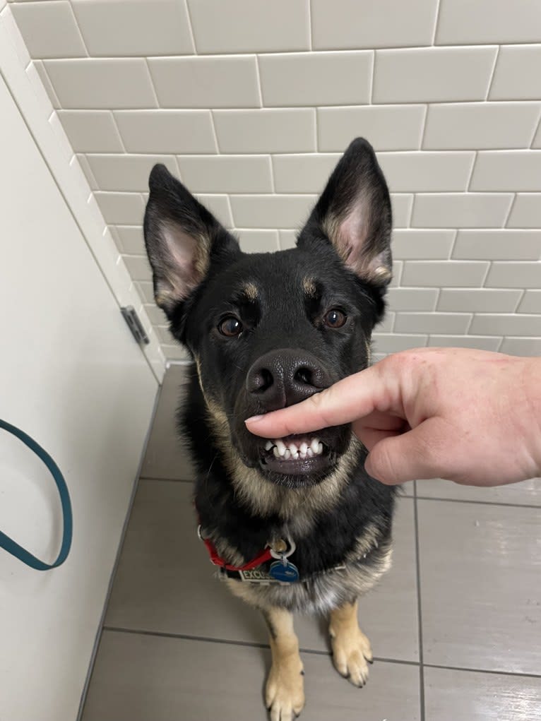 Pyro, a German Shepherd Dog (6.9% unresolved) tested with EmbarkVet.com