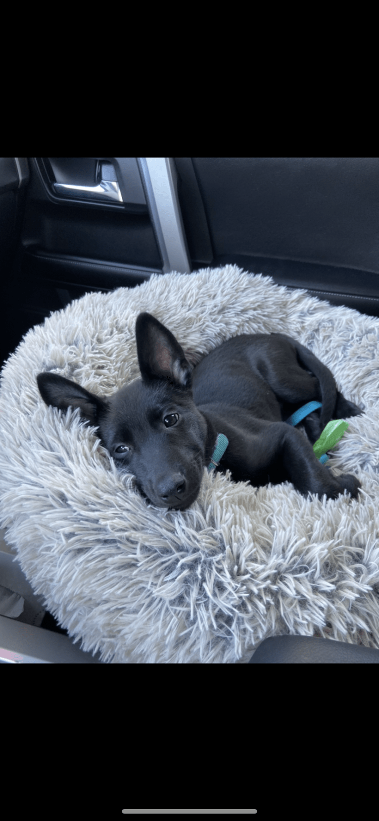 Bodhi, a Belgian Malinois and German Shepherd Dog mix tested with EmbarkVet.com