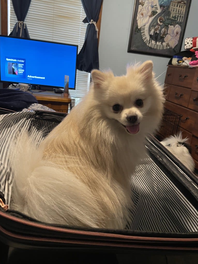 Koda, a Pomeranian tested with EmbarkVet.com