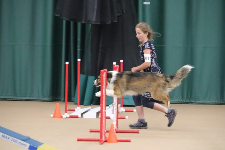 Mesa, an English Shepherd tested with EmbarkVet.com