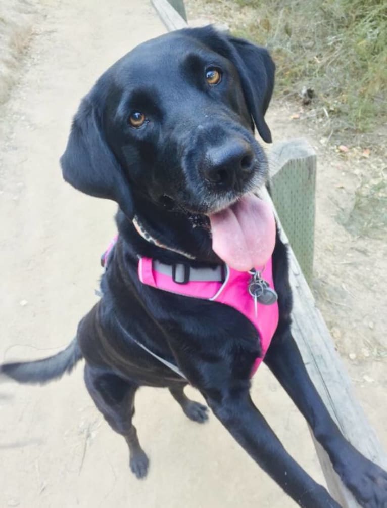 Lily, a Labrador Retriever tested with EmbarkVet.com