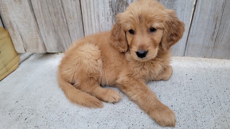 Maya, a Golden Retriever tested with EmbarkVet.com