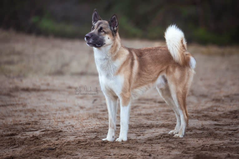 Anouk, a Yakutian Laika and Akita Inu mix tested with EmbarkVet.com