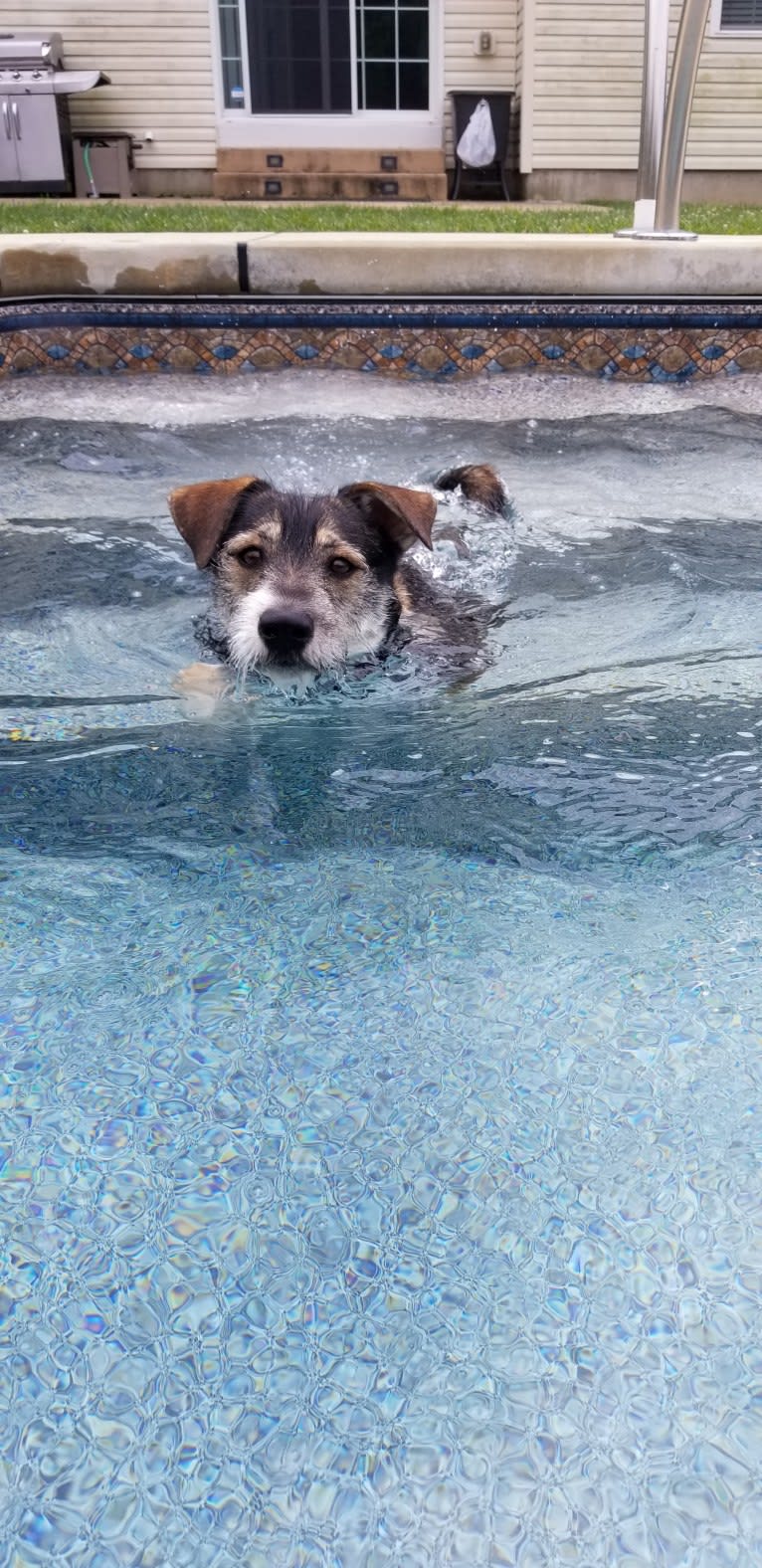 Dexter, a Miniature Schnauzer and Australian Cattle Dog mix tested with EmbarkVet.com