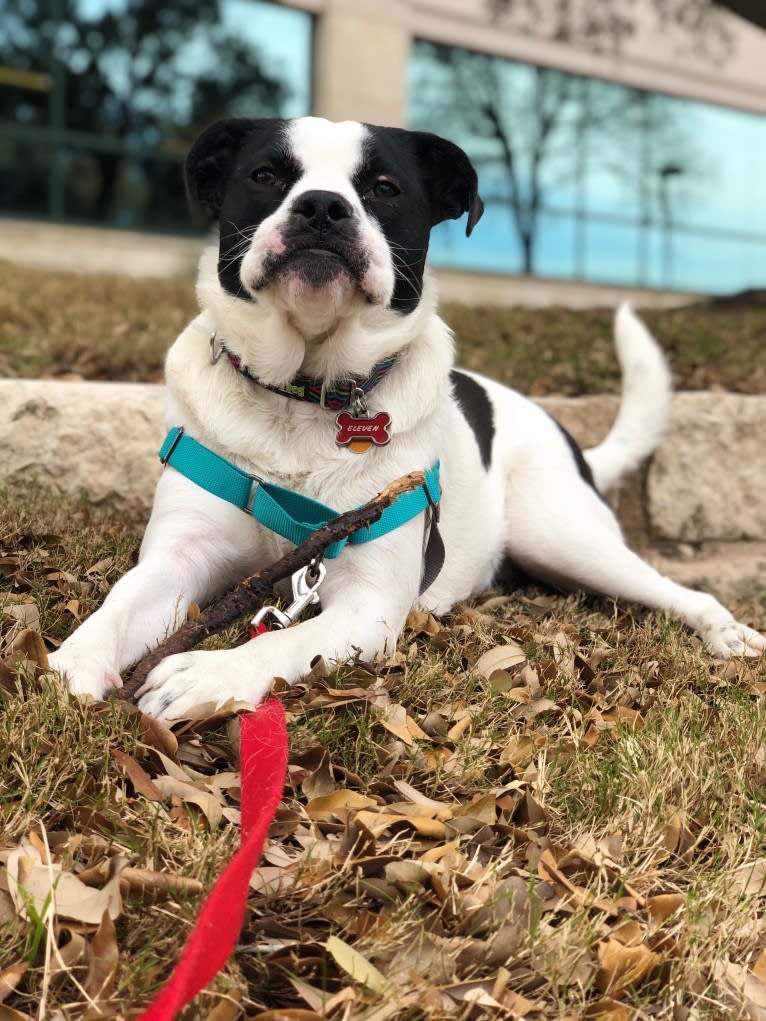 Eleven, a Bulldog and Great Pyrenees mix tested with EmbarkVet.com