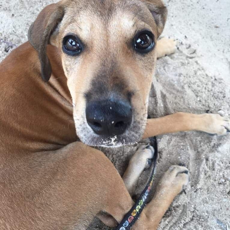 Oyster, an American Pit Bull Terrier and Rottweiler mix tested with EmbarkVet.com