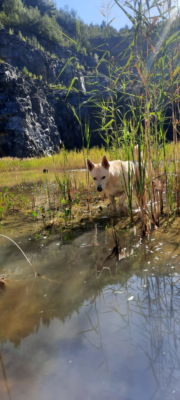 Widu, a Canaan Dog tested with EmbarkVet.com