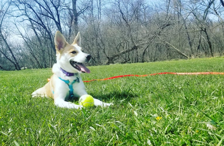 Eowyn, an Australian Shepherd and Australian Cattle Dog mix tested with EmbarkVet.com