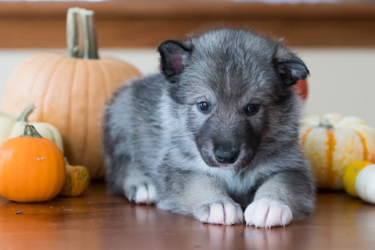 Lark, a Siberian Husky and Karelian Bear Dog mix tested with EmbarkVet.com