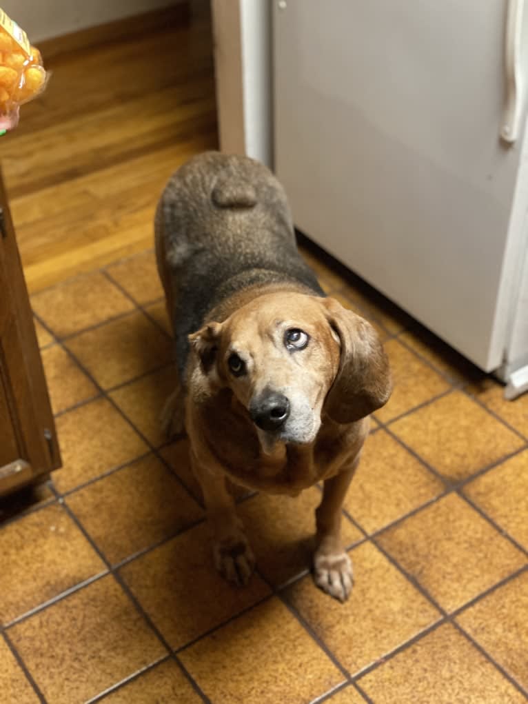 Old Boi, a Treeing Walker Coonhound tested with EmbarkVet.com