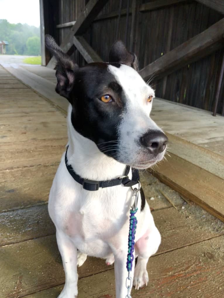 Merlin, an American Staffordshire Terrier and Australian Cattle Dog mix tested with EmbarkVet.com