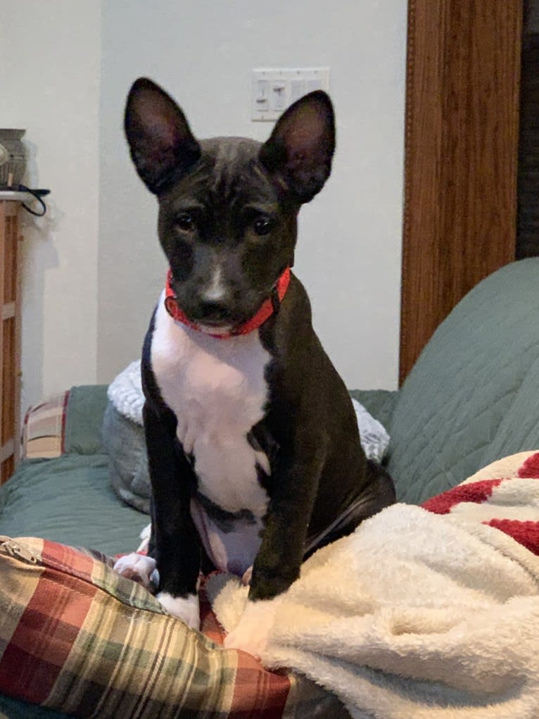 Nico, a Basenji tested with EmbarkVet.com