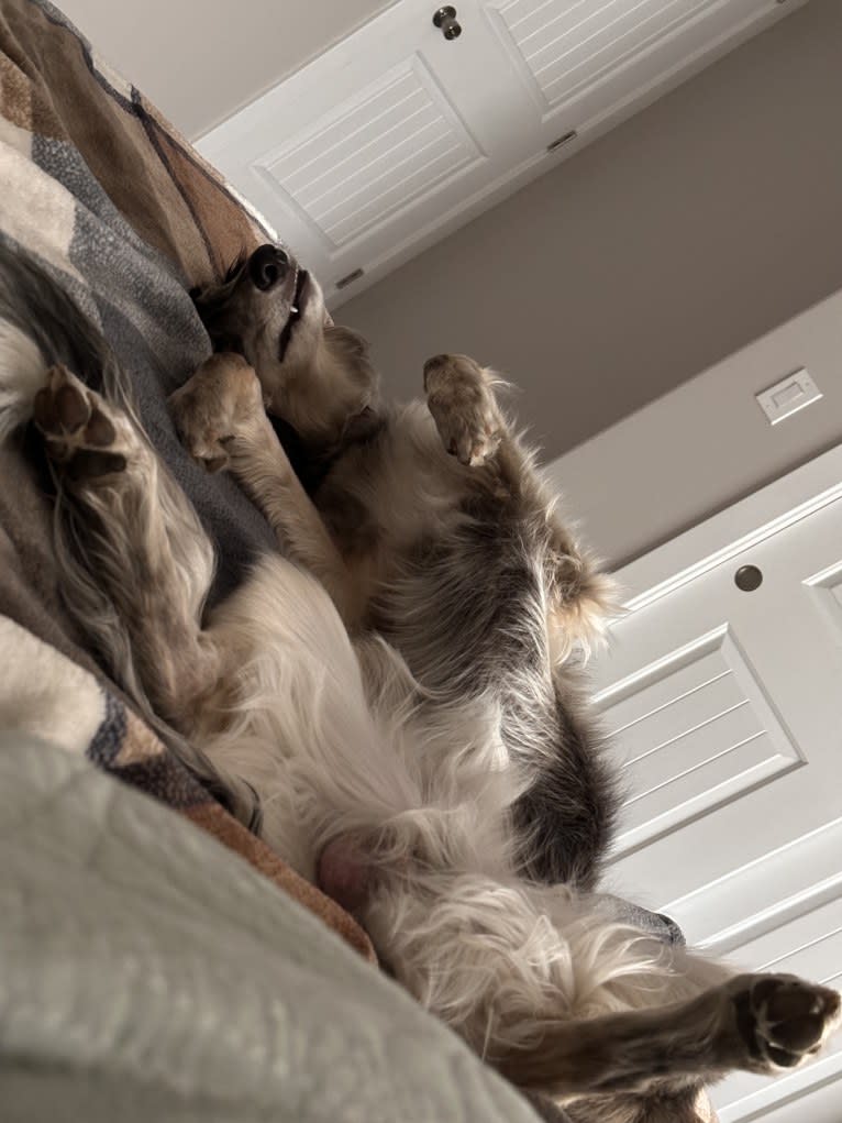 Pocus, a Silken Windhound tested with EmbarkVet.com