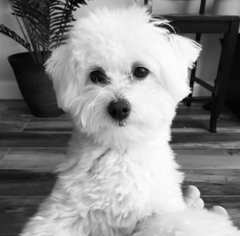 Henley, a Maltipoo tested with EmbarkVet.com