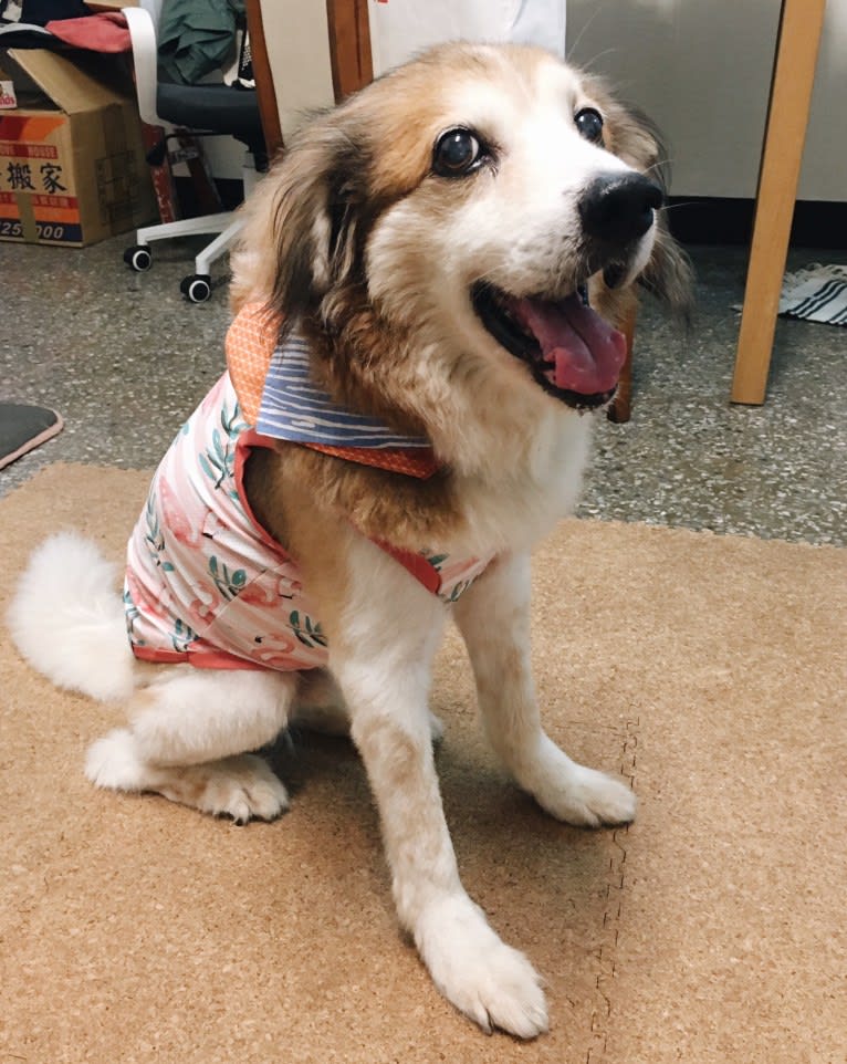 Captain, a Formosan Mountain Dog and Cocker Spaniel mix tested with EmbarkVet.com