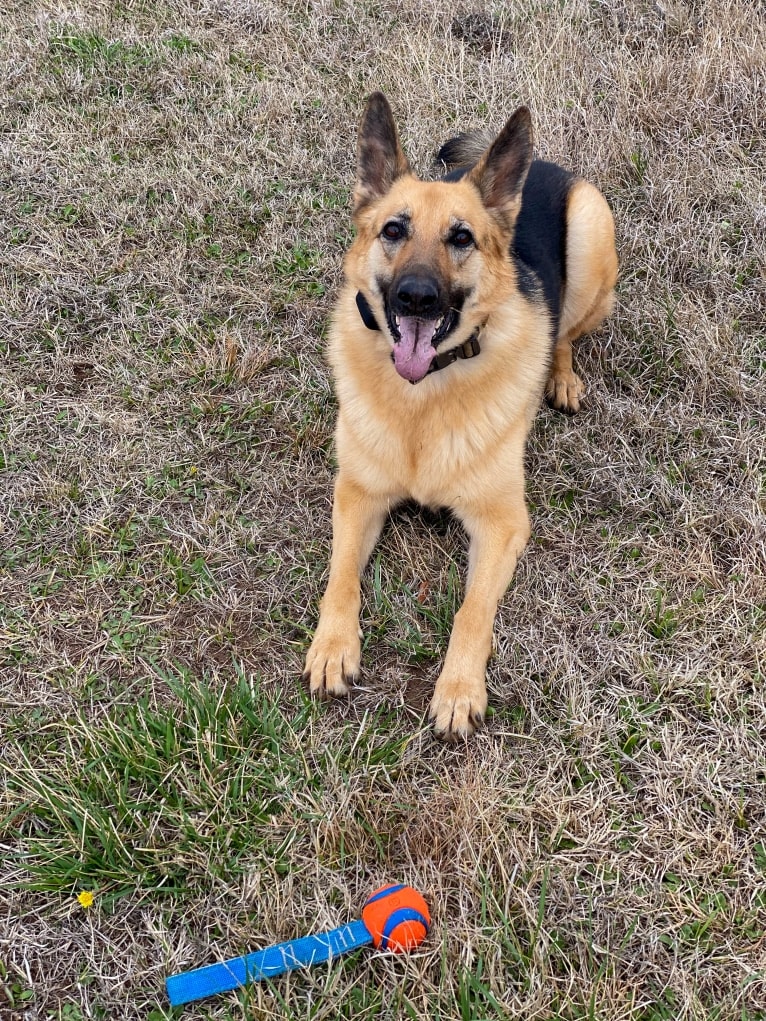 “Elie” Remi Elie’s Rookie Year, a German Shepherd Dog tested with EmbarkVet.com