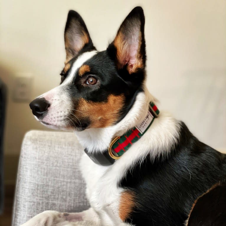 Summer, an Australian Shepherd and Border Collie mix tested with EmbarkVet.com