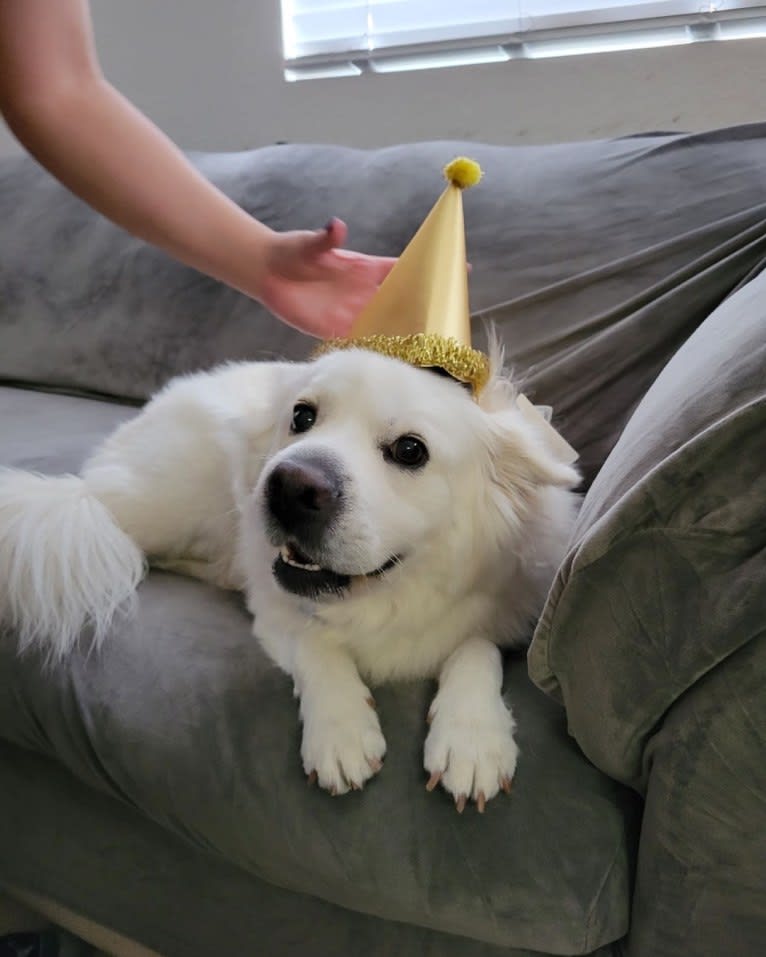 Peanut, a Cocker Spaniel and Chow Chow mix tested with EmbarkVet.com