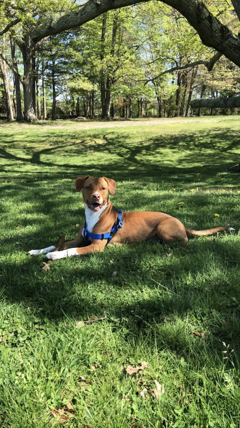 Ziggy, an American Pit Bull Terrier and Miniature Pinscher mix tested with EmbarkVet.com